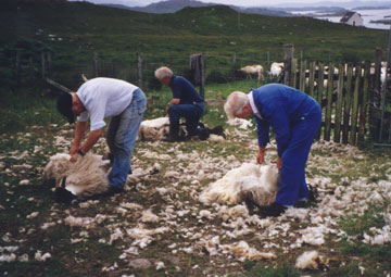 Oh that nutty Scottish sheep shearer!