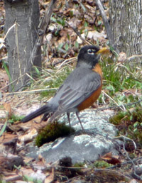 spring robin