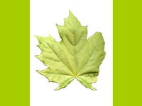 a natural green canadian flag